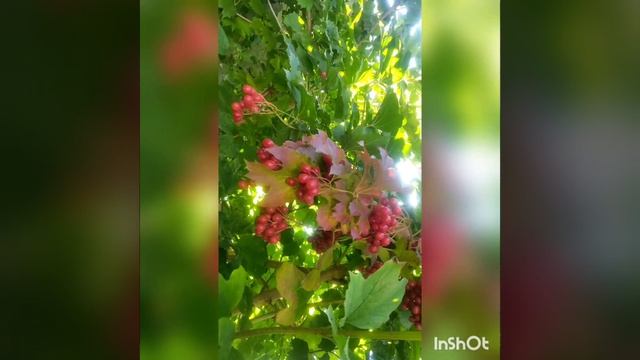 ОСЕНЬ В БАХЧИСАРАЕ 24 ОКТЯБРЯ 2022 Г смотреть онлайн