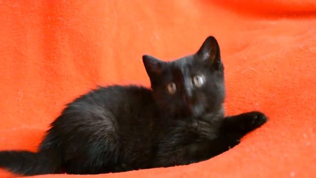 Котята для Вас! Шотландские прямоухие черного окраса котята. смотреть онлайн