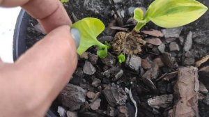 Хосты из корневищ...