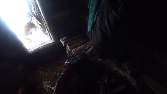 СУМАСШЕДШИЕ СОБОЛЯ, ГЛУХАРЬ, СКС, БЫТ. ПРОМЫСЕЛ 2018-2019 #31 смотреть онлайн