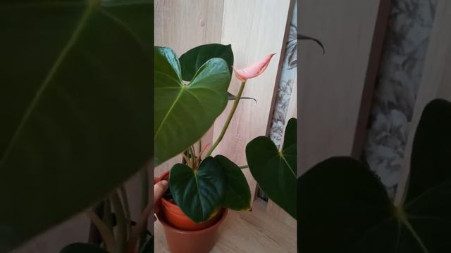 Антуриум Принцесса Амалия/Anturium Pr. Amalia. Первое цветение. смотреть онлайн