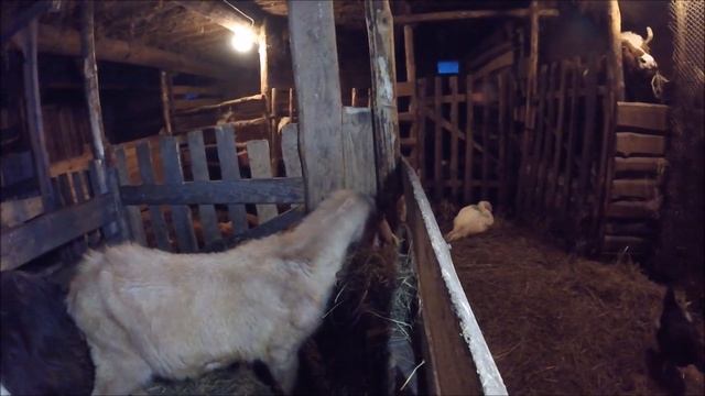 Недостаток витамина B1 у коз. Полиоэнцефаломаляция. || Жизнь в деревне. смотреть онлайн