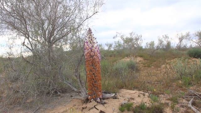 "Открытая Родина": "Кызылкумы" смотреть онлайн