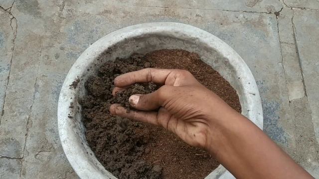 Amaryllis bulbs reporting | planting amaryllis bulbs with new potting mix | How to grow amaryllis смотреть онлайн
