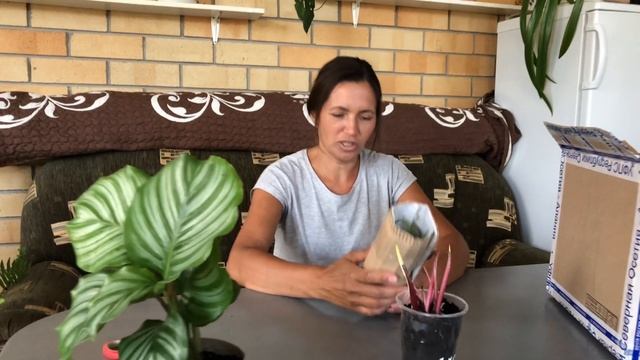 ЦВЕТОЧНЫЕ НОВОСТИ 15 РАСПАКОВКА ПОСЫЛКИ С РАСТЕНИЯМИ КАЛАДИУМ И КАЛАТЕЯ смотреть онлайн