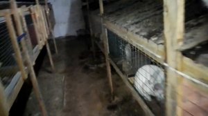 Кормление кроликов.рацион питания кроликов