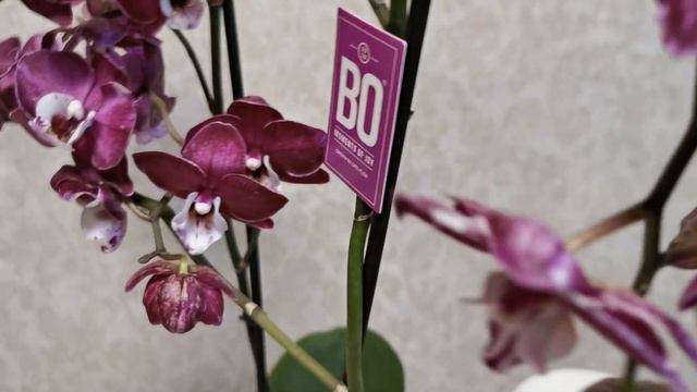 Похвастушки! Орхидея мечта... 😊😍🌺 смотреть онлайн