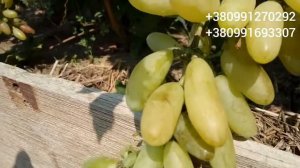 Виноград г/ф Калугина В.М "Козерог" 26 августа 2021