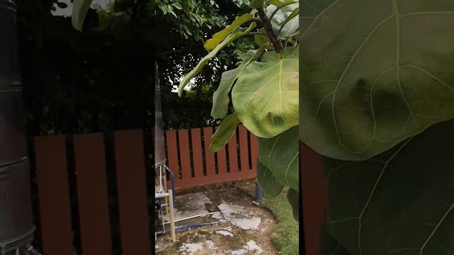 Дворец и цветочные заболевания. смотреть онлайн