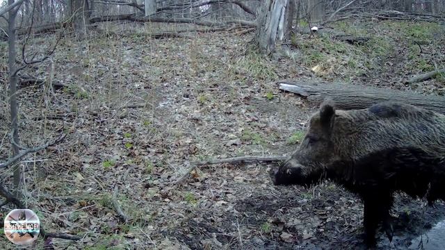 Камера в лесу. Кабан завтракает и ужинает на кормовой площадке. Съёмка на фотоловушку смотреть онлайн