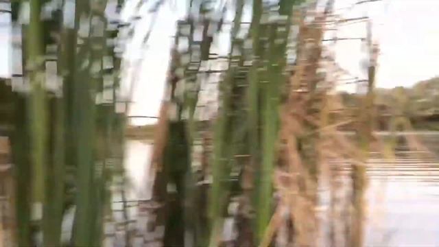 8 сентября 2019. Репьёвский пруд. смотреть онлайн