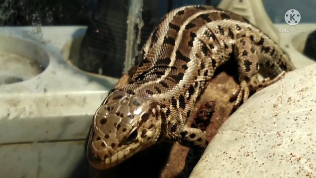 Кормление прыткой ящерицы. Прыткие ящерицы! Прыткие ящерицы дома.