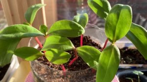 БАЗЕЛЛА Заморский гость или малабарский шпинат. ???