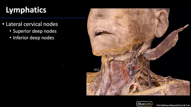 Anterior Neck - Lymphatics смотреть онлайн