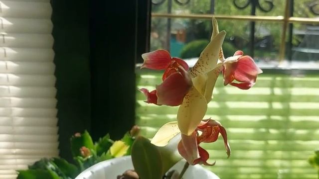 ФАЛЕНОПСИСЫ! Сахара, Черри бомб и Бабочка Майя. смотреть онлайн