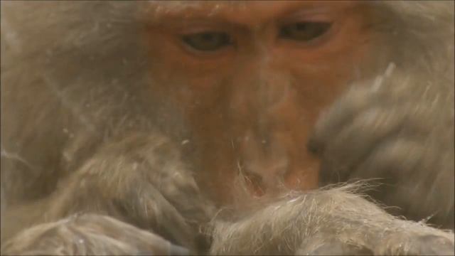 Снежные обезьяны Дикой Японии смотреть онлайн