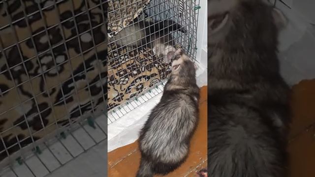 #Знакомство хорьков ч. 2 смотреть онлайн