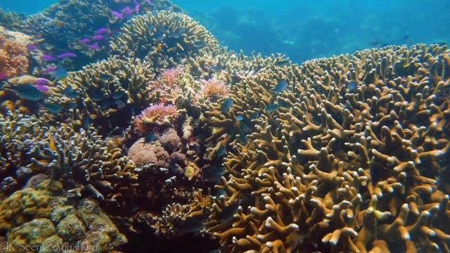 Aquarium 4K VIDEO (ULTRA HD) - Beautiful Coral Reef Fish - Sleep Relaxing Meditation Music