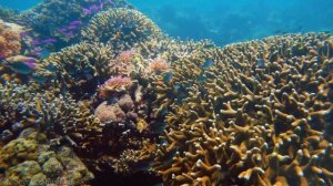 Aquarium 4K VIDEO (ULTRA HD) - Beautiful Coral Reef Fish - Sleep Relaxing Meditation Music