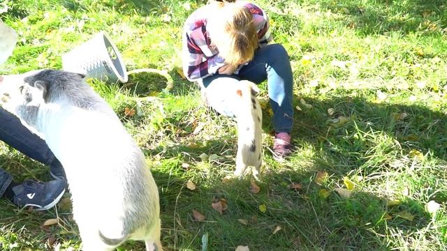 Мини-пиги на прогулке | Мини-пиги на фотосессию - 8 985 - 920-36-97 смотреть онлайн