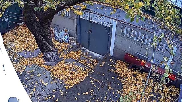Смотреть всем!!!!! Скрытая камера , момент , синичка" смотреть онлайн