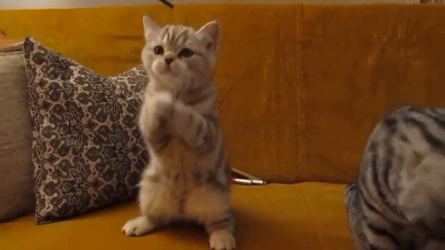 Котята британцы.Полосатые красавцы смотреть онлайн