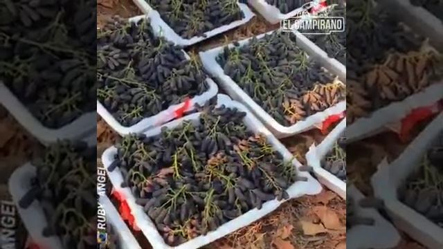 Виноград Sweet Sapphire смотреть онлайн