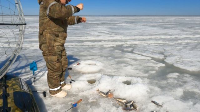 Подлёдная рыбалка на озере Ильмень. Закрытие,весна 2023. смотреть онлайн