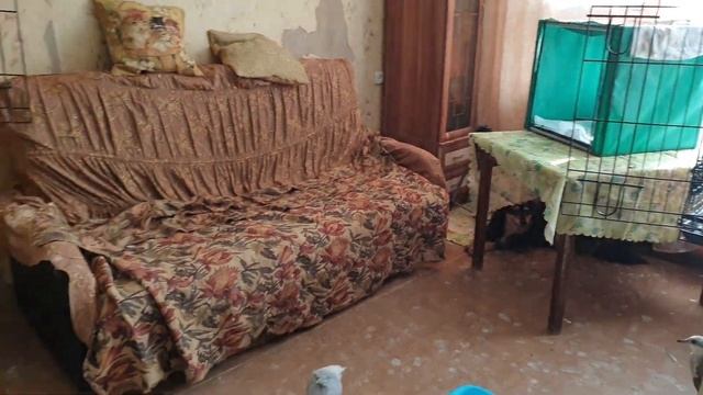 ЧО ЗА ДЕЛА?!.... смотреть онлайн