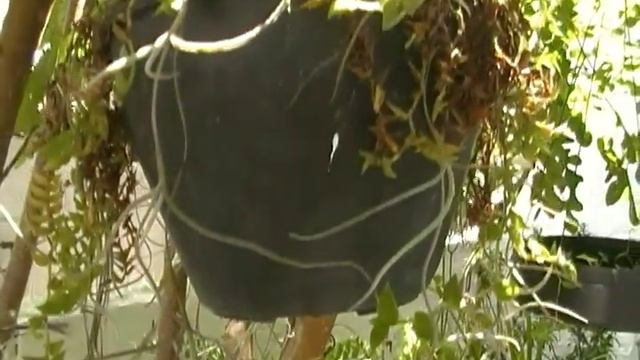 Filmadora samsung SMX - F54 Teste смотреть онлайн