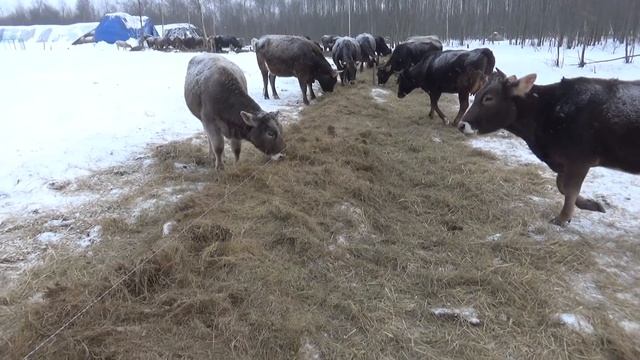 Прогулка с коровами в феврале. Зимний выпас КРС смотреть онлайн