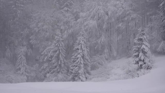 Relaxing Snowfall 2 Hours - Sound Of Light Wind Breeze And Falling Snow In Forest (Part 2)
