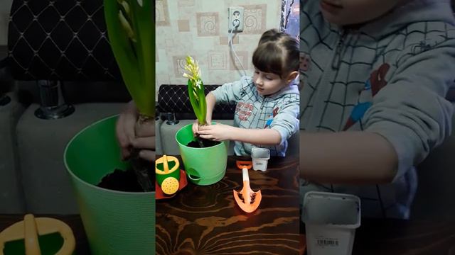 Кристина пересаживает финиковую пальму. смотреть онлайн