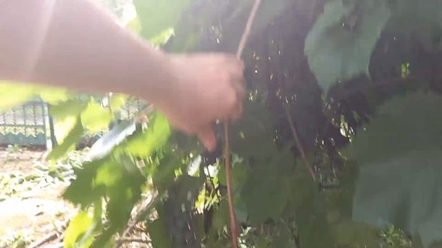 Эксперимент по ускорению созревания винограда изабелла