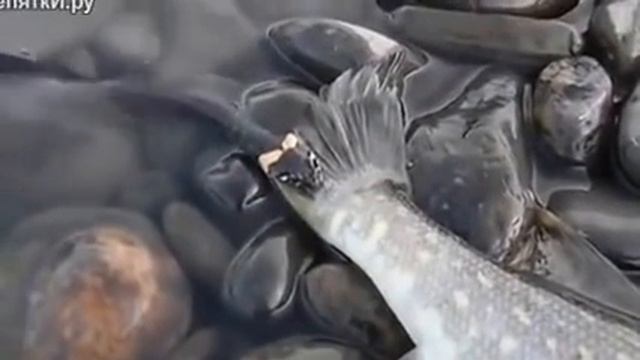 Отчаянный уж пытается украсть щуку смотреть онлайн