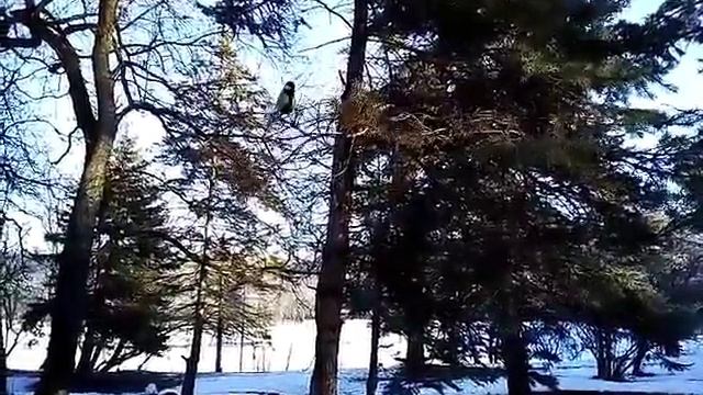 Гигантская птица села на руку смотреть онлайн