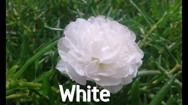 Table Rose - Moss Rose -Table Rose - Portulaca 65 Colors Cuttings Available.