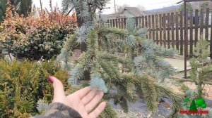 Хвойный сад. Весенние работы в саду.