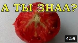 Столбур ТОМАТОВ: борьба, лечение, профилактика???