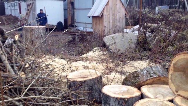 Спилили тополь метров 17 высоту смотреть онлайн