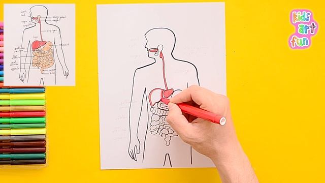 How To Draw Human Digestive System #art #artforall #arttutorial #easydrawing