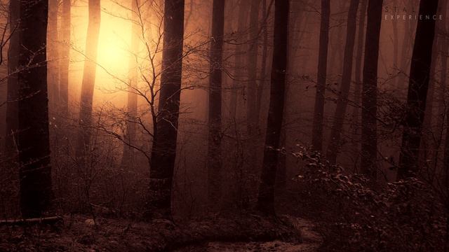 Red Forest | Dark Ambient Mix