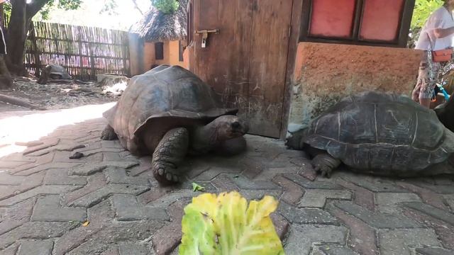 Тест камеры Yashica MF 2 Super +Silberra 75N