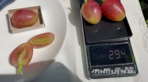 Виноград Купидон, 31 июля 2024 год, Новороссийск.