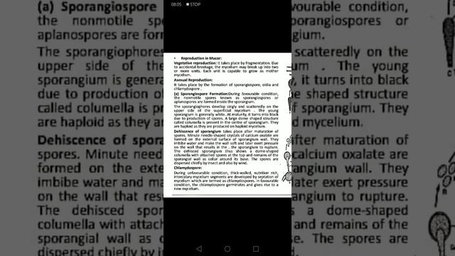 Mucor (black mold) смотреть онлайн