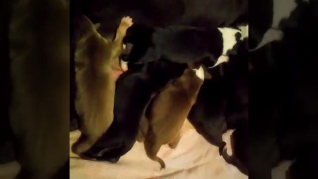 Американский пит-буль терьер, щенки смотреть онлайн