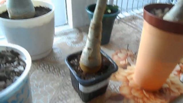 Адениум и другие. Первый летний обзор смотреть онлайн