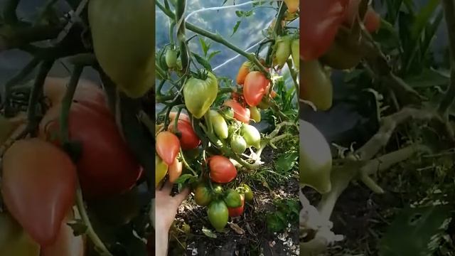 Обзор томата Отчаянный (Десперадо) гном смотреть онлайн