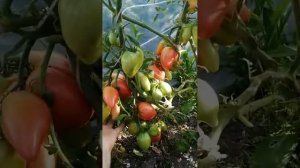 Обзор томата Отчаянный (Десперадо)  гном