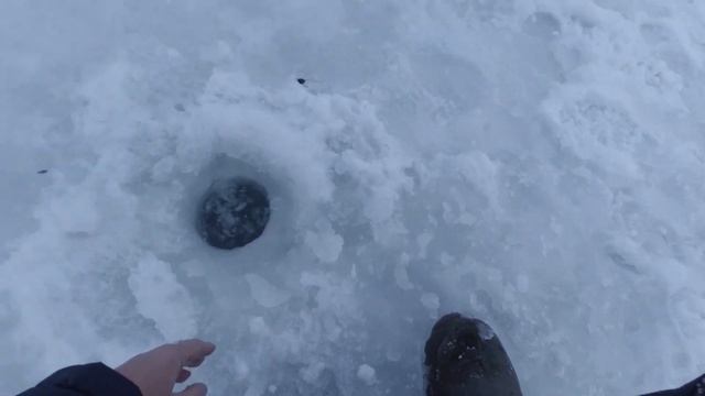 Форель Красногорск спорт зона лёд 2021. Trout from the ice. смотреть онлайн